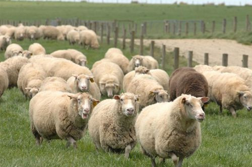 羊毛行业发展机会及营销对策